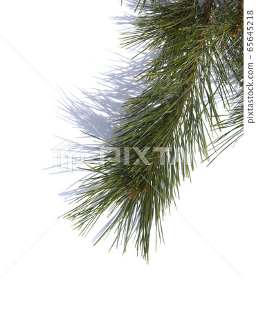 pine needles pine needles 65645218