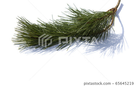 pine needles pine needles 65645219