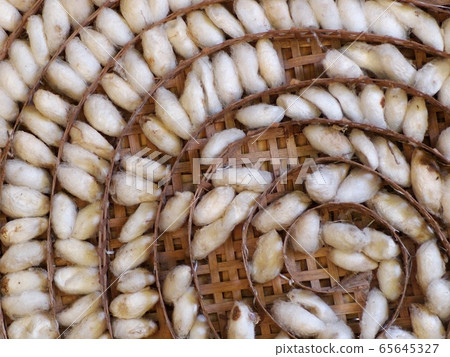 silk worms making natural white smooth yarns in vintage handmade basket in a silk production farm crop closeup view silk worms making natural white smooth yarns in vintage handmade basket in a silk production farm crop closeup view 65645327