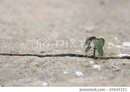 Plant tree inserts itself up from the cracks of the concrete floor with copy space Plant tree inserts itself up from the cracks of the concrete floor with copy space 65645331