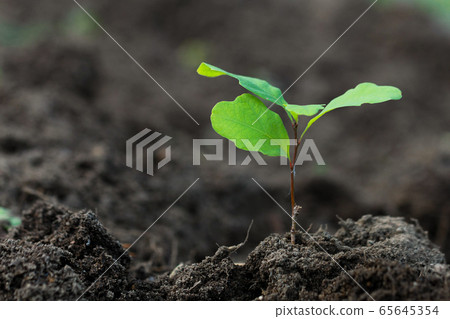 Small oak plant isolated on the dark soil 65645354