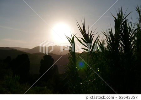 Dawn in nature, dark background colors and the rising sun. 65645357