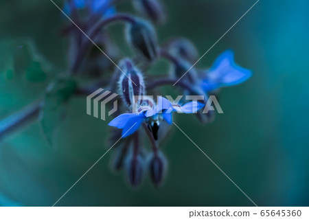 Close-up Blue Borage flowers, Borago officinalis over green background Close-up Blue Borage flowers, Borago officinalis over green background 65645360