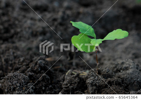Small oak plant isolated on the dark soil Small oak plant isolated on the dark soil 65645364