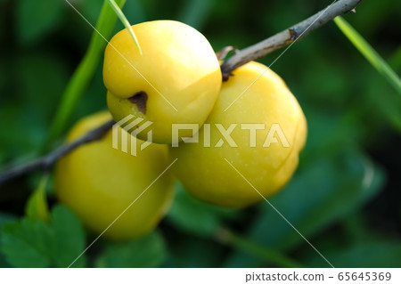 Ripe yellow quince fruits grows on quince tree with green foliage Ripe yellow quince fruits grows on quince tree with green foliage 65645369