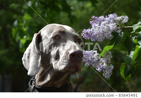 portrait of a dog of a hunting breed weimaraner on a background of blooming lilac portrait of a dog of a hunting breed weimaraner on a background of blooming lilac 65645491
