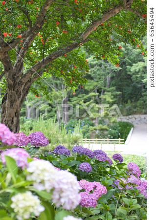 Hydrangea flowers and pomegranate tree Hydrangea flowers and pomegranate tree 65645494