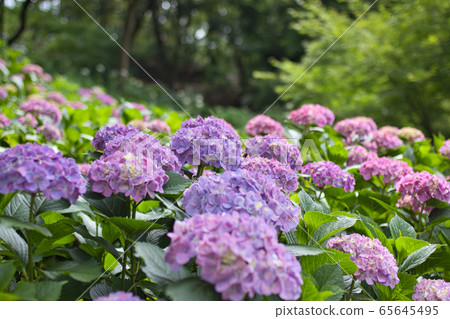 hydrangea flower hydrangea flower 65645495