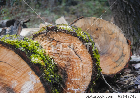 Closeup of texture of wooden logs with moss over Closeup of texture of wooden logs with moss over 65645743