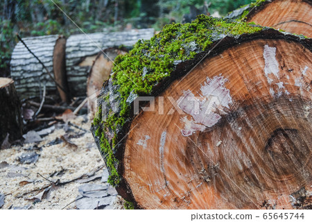 Closeup of texture of wooden logs with moss over Closeup of texture of wooden logs with moss over 65645744