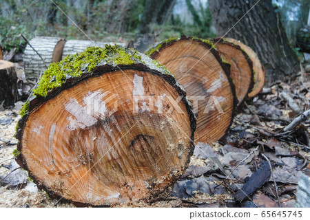 Closeup of texture of wooden logs with moss over Closeup of texture of wooden logs with moss over 65645745