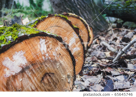 Closeup of texture of wooden logs with moss over Closeup of texture of wooden logs with moss over 65645746