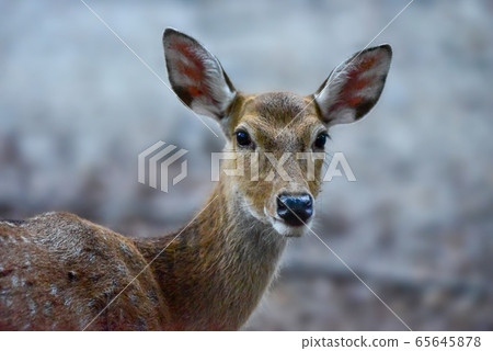 A pretty female Manchurian Sika Deer A pretty female Manchurian Sika Deer 65645878