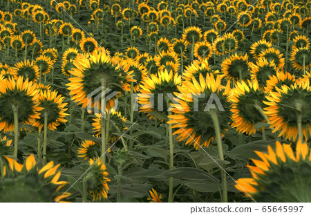 "Surrealism" "Sunflowers turning their backs" 65645997