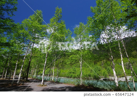 Superb view of Kamikochi (along Azusa river in early summer) 65647124