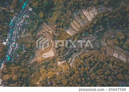 Tegallalang Rice Terraces from above, in Ubud, Bali, Indonesia 65647599
