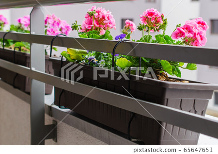 Beautiful blooming geranium along balcony railing. Flower pots attached to railing of balcony. Beautiful blooming geranium along balcony railing. Flower pots attached to railing of balcony. 65647651