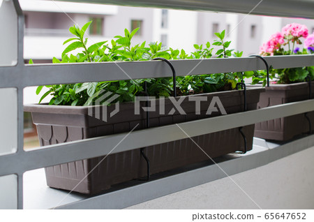 Fresh mint growing on balcony. Flower pots attached to railing of balcony. Fresh mint growing on balcony. Flower pots attached to railing of balcony. 65647652