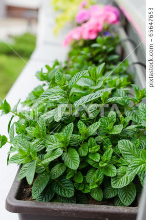 Closeup of fresh mint leaves growing at balcony. Growing herbs on balcony.  Closeup of fresh mint leaves growing at balcony. Growing herbs on balcony.  65647653