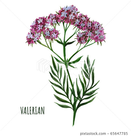 Valerian plant with small flowers, medical plant,  65647785