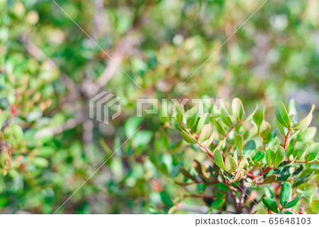 natural green bush background with selective focus 65648103