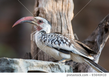 Portrait of a beautifull Northern red-billed hornbill, with huge beak sitting on the branch. Namibia. Africa 65648410