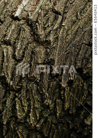 Closeup macro dry tree bark texture background 65648413