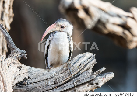 Portrait of a beautifull Northern red-billed hornbill, with huge beak sitting on the branch. Namibia. Africa 65648416