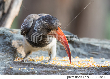 Portrait of a beautifull Northern red-billed hornbill, with huge beak sitting on the branch. Namibia. Africa 65648419