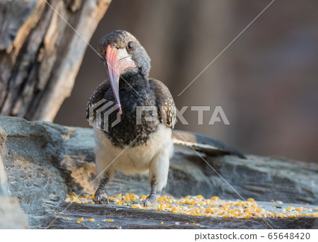 Portrait of a beautifull Northern red-billed hornbill, with huge beak sitting on the branch. Namibia. Africa 65648420