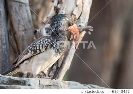 Portrait of a beautifull Northern red-billed hornbill, with huge beak sitting on the branch. Namibia. Africa 65648422