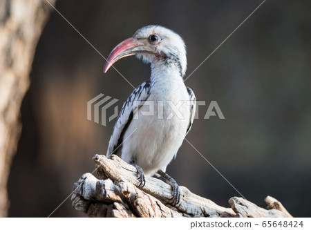 Portrait of a beautifull Northern red-billed hornbill, with huge beak sitting on the branch. Namibia. Africa 65648424