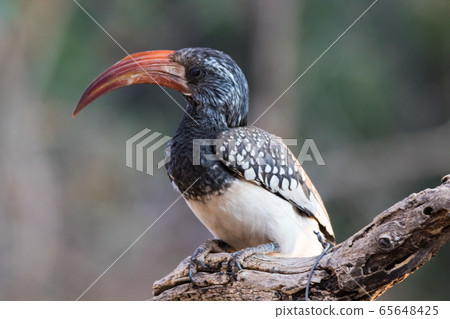 Portrait of a beautifull Northern red-billed hornbill, with huge beak sitting on the branch. Namibia. Africa 65648425