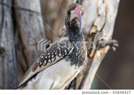 Portrait of a beautifull Northern red-billed hornbill, with huge beak sitting on the branch. Namibia. Africa Portrait of a beautifull Northern red-billed hornbill, with huge beak sitting on the branch. Namibia. Africa 65648427