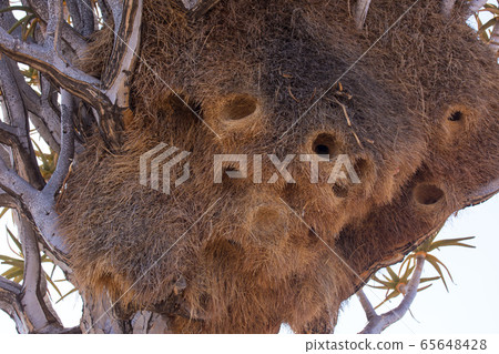 Huge nest of the sociable weaver is a species of bird in the Weaver family endemic to Southern Africa. Namibia Huge nest of the sociable weaver is a species of bird in the Weaver family endemic to Southern Africa. Namibia 65648428