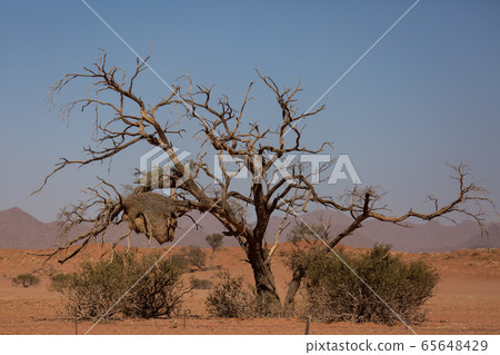 Huge nest of the sociable weaver is a species of bird in the Weaver family endemic to Southern Africa. Namibia Huge nest of the sociable weaver is a species of bird in the Weaver family endemic to Southern Africa. Namibia 65648429
