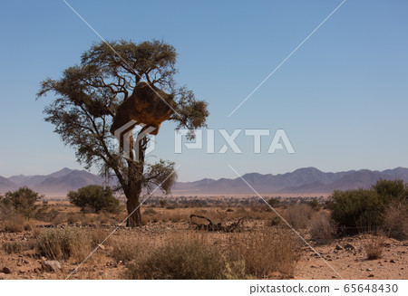 Huge nest of the sociable weaver is a species of bird in the Weaver family endemic to Southern Africa. Namibia Huge nest of the sociable weaver is a species of bird in the Weaver family endemic to Southern Africa. Namibia 65648430