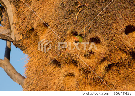 Huge nest of the sociable weaver is a species of bird in the Weaver family endemic to Southern Africa. Namibia Huge nest of the sociable weaver is a species of bird in the Weaver family endemic to Southern Africa. Namibia 65648433