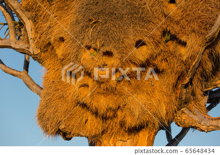 Huge nest of the sociable weaver is a species of bird in the Weaver family endemic to Southern Africa. Namibia Huge nest of the sociable weaver is a species of bird in the Weaver family endemic to Southern Africa. Namibia 65648434