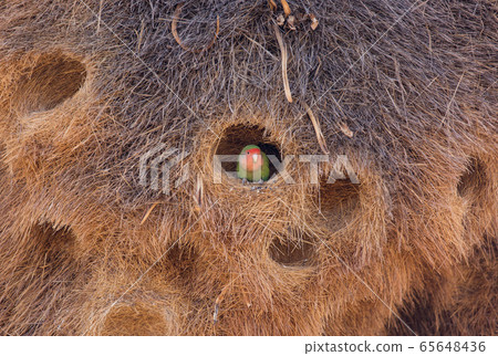 Huge nest of the sociable weaver is a species of bird in the Weaver family endemic to Southern Africa. Namibia Huge nest of the sociable weaver is a species of bird in the Weaver family endemic to Southern Africa. Namibia 65648436