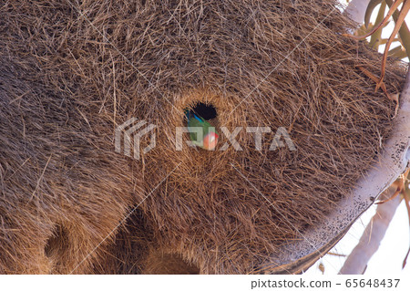 Huge nest of the sociable weaver is a species of bird in the Weaver family endemic to Southern Africa. Namibia Huge nest of the sociable weaver is a species of bird in the Weaver family endemic to Southern Africa. Namibia 65648437