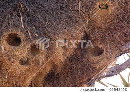Huge nest of the sociable weaver is a species of bird in the Weaver family endemic to Southern Africa. Namibia Huge nest of the sociable weaver is a species of bird in the Weaver family endemic to Southern Africa. Namibia 65648438