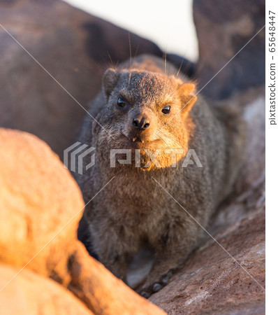 Daman siting on a stone and basking in the sun and looking friendly and with interest. Namibia. Africa. 65648447