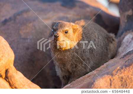 Daman siting on a stone and basking in the sun and looking friendly and with interest. Namibia. Africa. Daman siting on a stone and basking in the sun and looking friendly and with interest. Namibia. Africa. 65648448