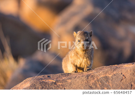 Daman siting on a stone and basking in the sun and looking friendly and with interest. Namibia. Africa. Daman siting on a stone and basking in the sun and looking friendly and with interest. Namibia. Africa. 65648457