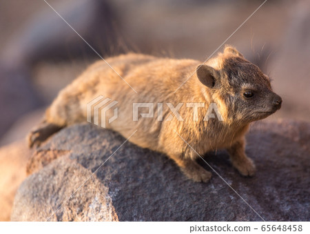 Daman siting on a stone and basking in the sun and looking friendly and with interest. Namibia. Africa. Daman siting on a stone and basking in the sun and looking friendly and with interest. Namibia. Africa. 65648458
