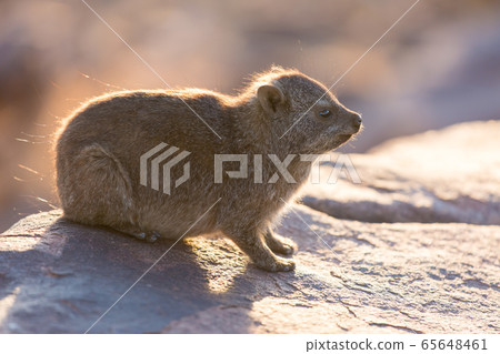 Daman siting on a stone and basking in the sun and looking friendly and with interest. Namibia. Africa. 65648461