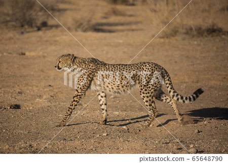 Closeup portrait of a big Cheetah wild cat's striking yellow eyes and black nose. The fastest animal in the world. Namibia Closeup portrait of a big Cheetah wild cat's striking yellow eyes and black nose. The fastest animal in the world. Namibia 65648790