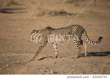 Closeup portrait of a big Cheetah wild cat's striking yellow eyes and black nose. The fastest animal in the world. Namibia Closeup portrait of a big Cheetah wild cat's striking yellow eyes and black nose. The fastest animal in the world. Namibia 65648791