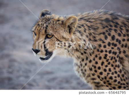 Closeup portrait of a big Cheetah wild cat's striking yellow eyes and black nose. The fastest animal in the world. Namibia 65648795